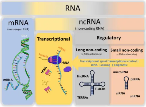 Figure 1 - RNA classification and representative members of RNA classes. 