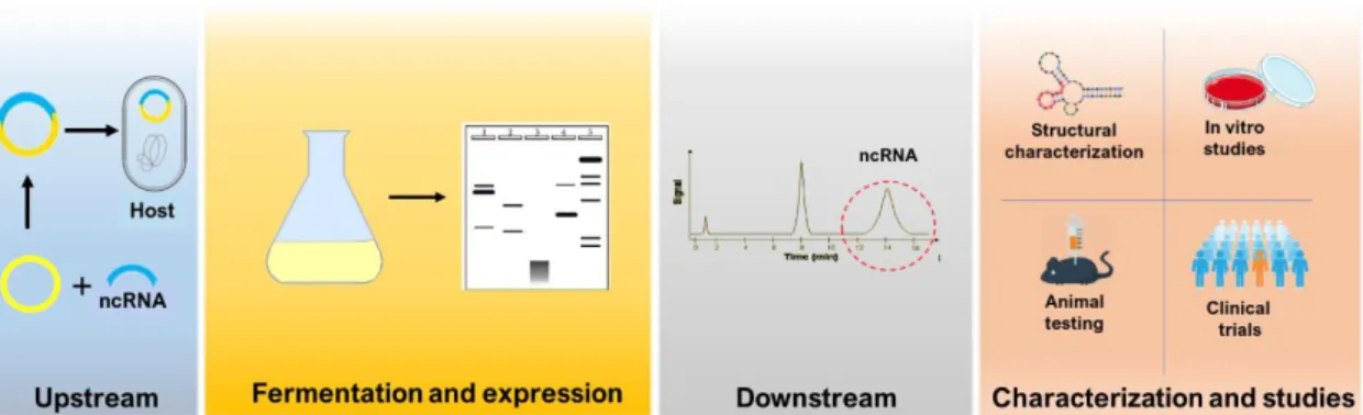 Figure 4- The process of recombinant ncRNA biosynthesis for analytical and clinical applications
