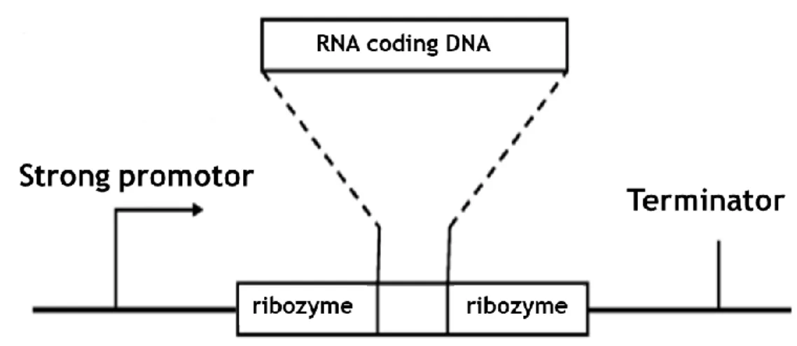 Figure 6 - Plasmid design for recombinant RNA production in R. sulfidophilum. Adapted from [48]