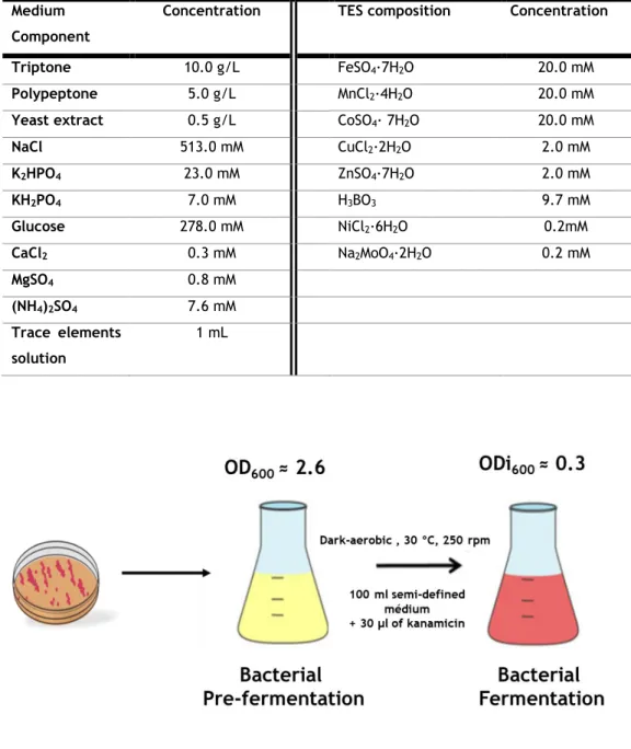 Table  5-  Semi-defined  medium  composition  for  R.  sulfidophilum  DSM  1374    growth  in  aerobic  dark  condition [52]