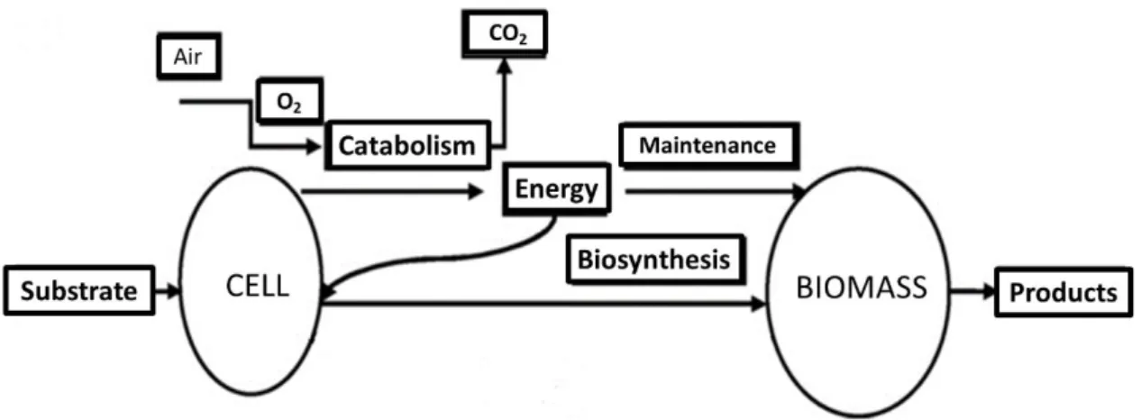 Figure  9-  Schematic  mechanism  of  the  aerobic  process  of  energy  generation,  biomass  formation  and  product synthesis in microbial cultures