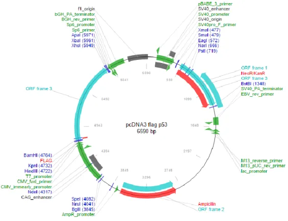 Figure 4 – Full sequence map of pcDNA3–FLAG–p53 by addgene (www.addgene.org/10838, August 2015)