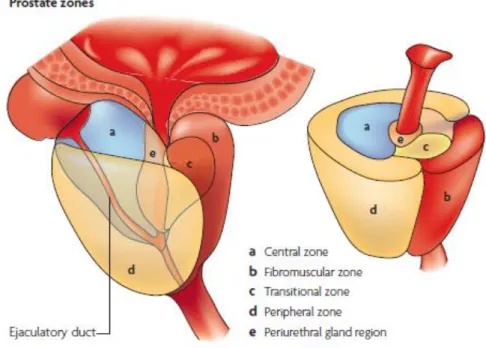 Figure 1: Prostate’s anatomy with differentiated zones (Adapted from (8)).