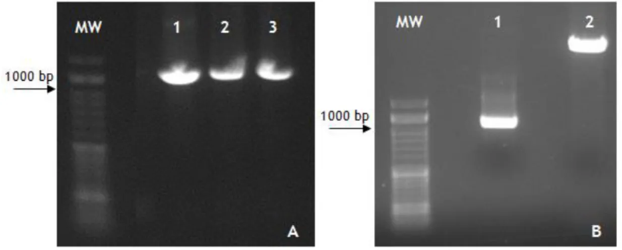 Figure 9: Agarose Gel 1%. A: M- NZYDNA ladder VI marker; 1- Annealing at 60ºC; 2- Annealing at 62ºC; 3-  Annealing  at  65ºC;  B:  MW-  NZYDNA  ladder  VI  marker;  1-  Digested  PCR  products;  2-  Digested  pICZαB  vector.