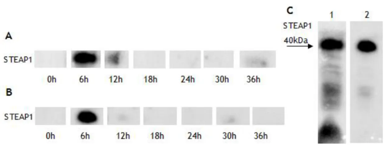 Figure 18: Western blot analysis of STEAP1 production in P 16000g  over 36h of fermentation with samples  taken every 6h supplemented with methanol every 6h