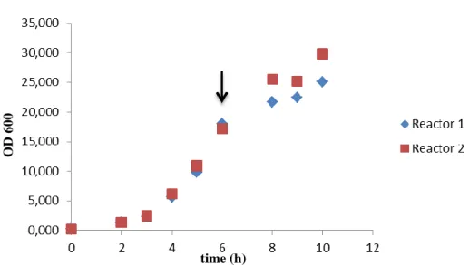 Figure 11 - Growth curve of E. coli in a batch process with 20% dissolved oxygen. Arrow indicates the  induction time