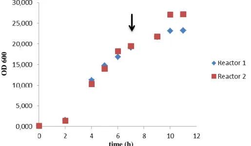 Figure  12-  Growth  curve  of E.  coli  in  a  batch  process  with  30%  dissolved  oxygen