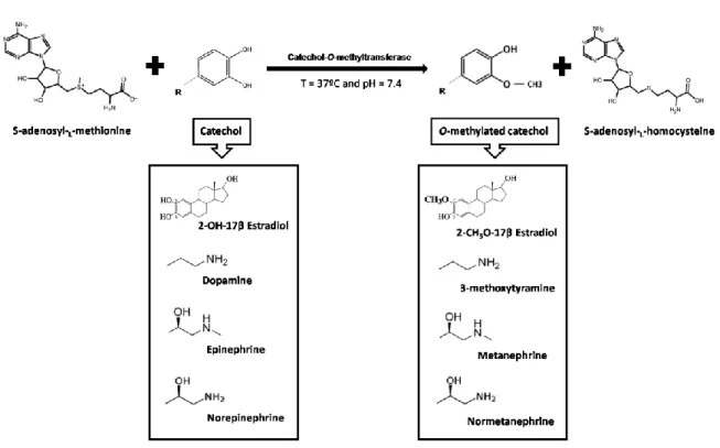 Figure 1 –Typical O-methylation reaction of different catechol substrates by COMT. 