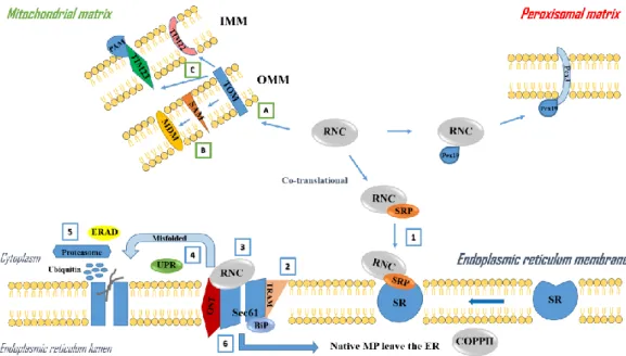 Figure 3 – Simplified overview of membrane protein biogenesis in eukaryotic mitochondrial,  peroxisomal and reticulum endoplasmic membranes (adapted from [Becker et al., 2008; 