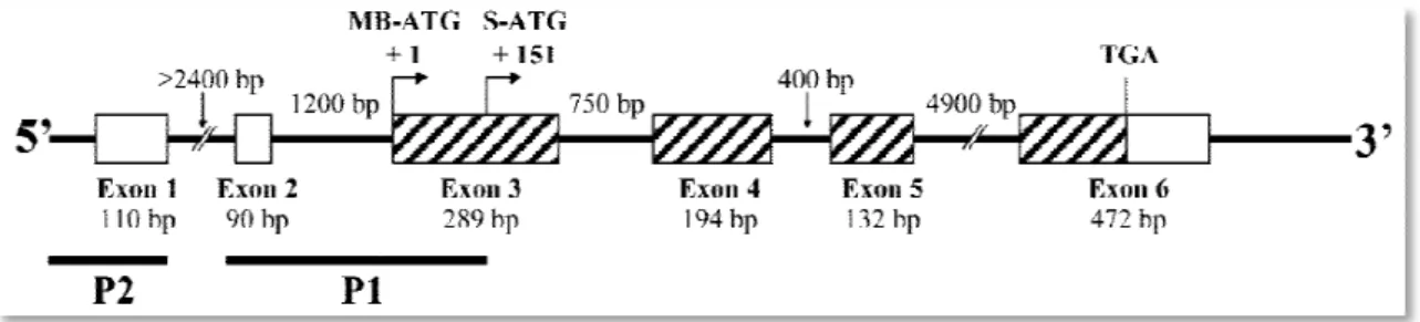 Figure 4 – Structure of human COMT gene [11]. 