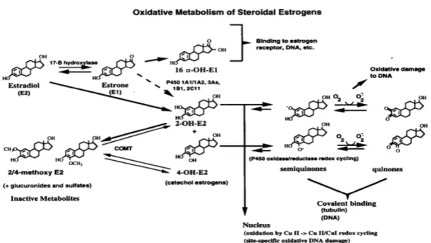 Figure  5  –  Pathways  for  the  oxidative  metabolism,  redox  cycling  and  inactivation  of  estradiol  and  estrone in mammalian cells and tissues [17]