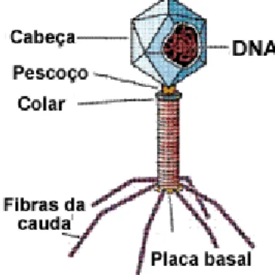 Figura 8 - Vírus  [http://www.google.pt/imgres?q=virus&amp;um=1&amp;hl=pt-