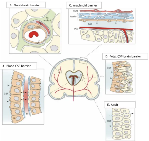 Figure 2 - Barrier interfaces in adult and developing brain (Saunders et al., 2008). A