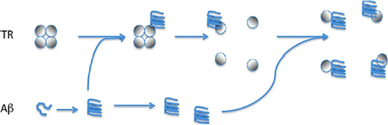 Figure 3 - Scavenger function of TTR. TTR in A-Beta presence change its tetrameric conformation to monomeric, which interact with A-Beta peptide and avoiding its aggregation (Yang et al., 2013)