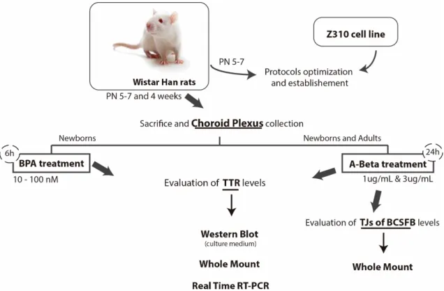 Figure 5 - Scheme of experimental studies about BPA and A-Beta effects in TTR and TJs BCSFB proteins  levels, in rat choroid plexus explants
