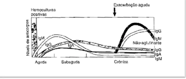 Figura 5 – Titulação de Anticorpos em Função das Fases da Doença Causada por Brucelose (14)