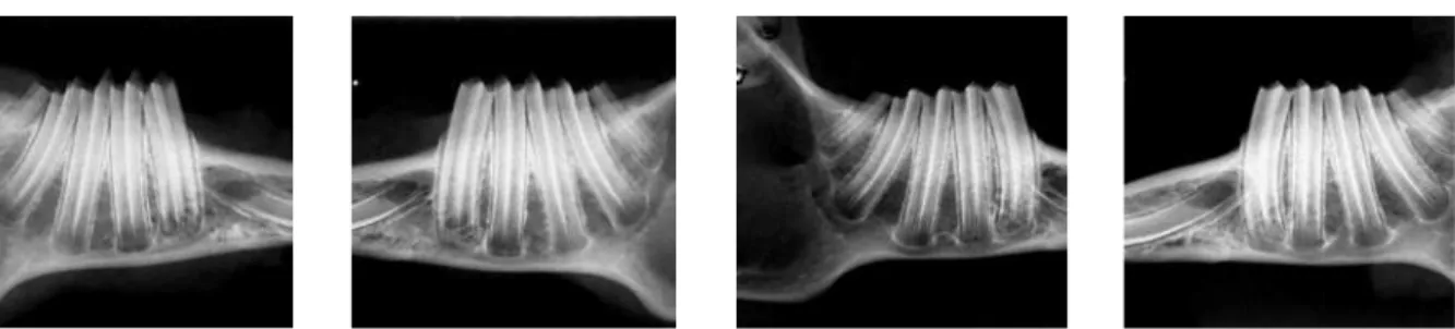 FIGURA 2 - Fotografia das radiografias dos animais do grupo normal (N1 e N2). Vista dos hemiarcos direito e esquerdo, respectivamente.