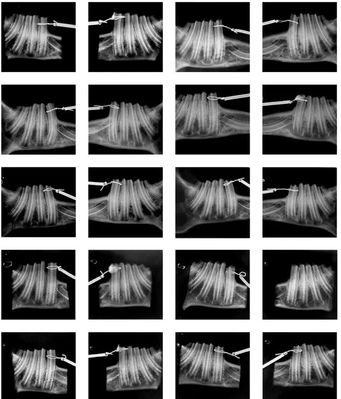 FIGURA 3 - Fotografia das radiografias dos animais do grupo controle 7 e 14 dias. Vista dos hemiarcos direito e esquerdo, respectivamente.