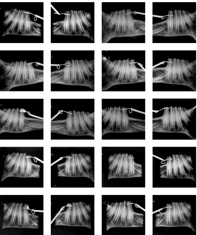FIGURA 4 - Fotografia das radiografias dos animais do grupo experimental 7 e 14 dias. Vista dos hemiarcos direito e esquerdo, respectivamente.