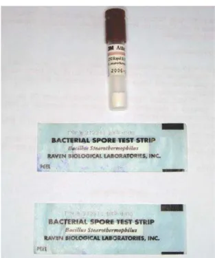 FIGURA 1 - Amostra de Bacillus stearothermophillus.