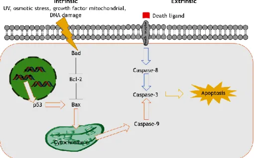 Figure 1: Apoptosis intrinsic and extrinsic pathways. (Adapted from Bio Rad and Cell Signalling)