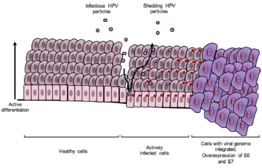 Figure 3: The lifecycle of a typical hr-HPV. (Chabeda et al. 2018) 