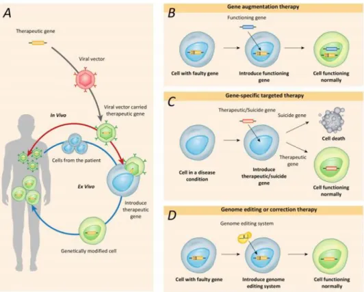 Figure 5: Current gene therapy strategies.(A) Health-related or therapeutic genes are directly introduced  into the body (red line) or into cells that are removed from the body and then returned to the patient  (blue  line)