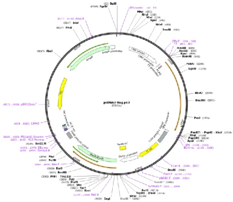 Figure 12: Plasmid pcDNA3-FLAG-p53. (Adapted from Addgene) 