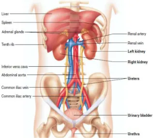 Figura 1.1 - Localização dos rins no corpo [5] 