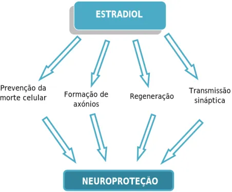 Figura 2: Mecanismos envolvidos na neuroprotecção mediada pelo estradiol.