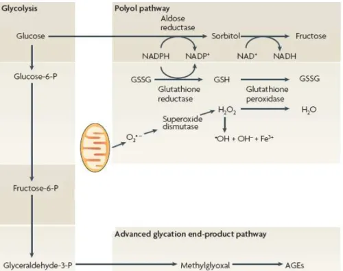 Figura  1  –  Vias  metabólicas  favorecidas  pela  hiperglicemia  (adaptado  de  Tomlinson  e  Gardiner, 2008)