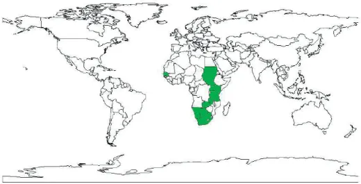 Figura 1.3: Países de África onde se encontra com mais abundância a P. thonningii (Orwa et al., 2009)