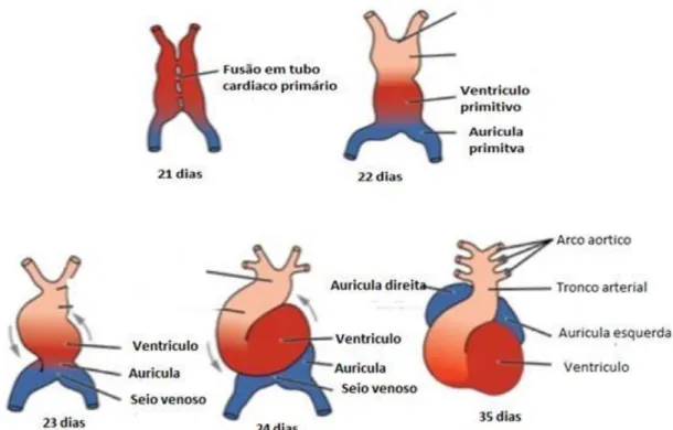 Figura 2. Desenho esquemático mostrando o  desenvolvimento  inicial do coração imagem  adaptada (Moore &amp; Persaud, 2000; Sadler T