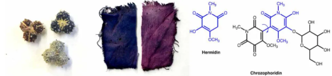 Fig. 1. The molecule of this study, chrozophoridin. Left: Close-up of C. tinctoria fruits (collected in Alentejo, Portugal) and clothlets prepared with the juice of the fruits  following the instructions in the Book of all color paints