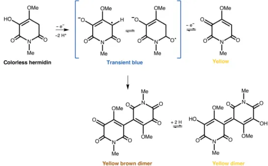 Fig. 2. Causes of color in hermidin extracted from M. perennis. Conversion of colorless hermidin into the blue hermidin quinone and formation of dimeric structures  as proposed by Lorenz et al