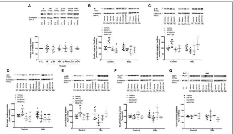 FIGURE 7 | Effect of chronic A 1 , A 2A, and A 2B adenosine receptor antagonist administration on insulin signaling pathway and UCP1 expression in the