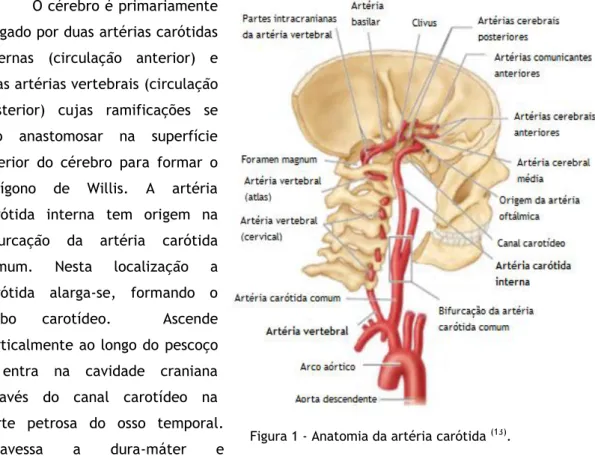 Figura 1 - Anatomia da artéria carótida  (13) .  