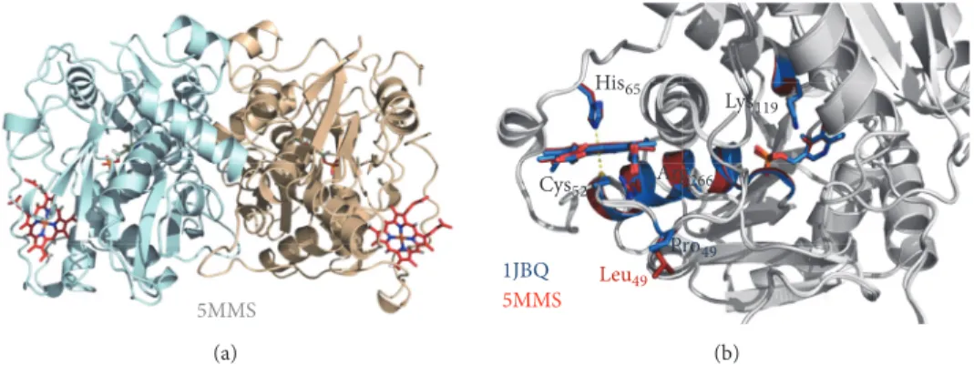 Figure 2: Structure of CBS p.P49L. X-ray crystallographic structure of CBSΔ 409–551 p.P49L solved at 2.80 ˚ A resolution (PDB entry 5MMS)