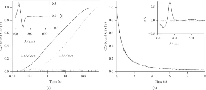 Figure 5: Kinetics of CO binding to ferrous CBS p.P49L. (a) Reaction time courses measured in the absence (dotted line) or presence of AdoMet (500 