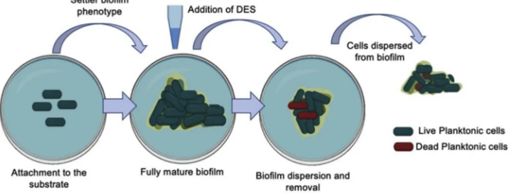 Fig. 7. Proposed mechanism by which CA:LA eutectic blend leads to biofilm dispersion and removal from substrates