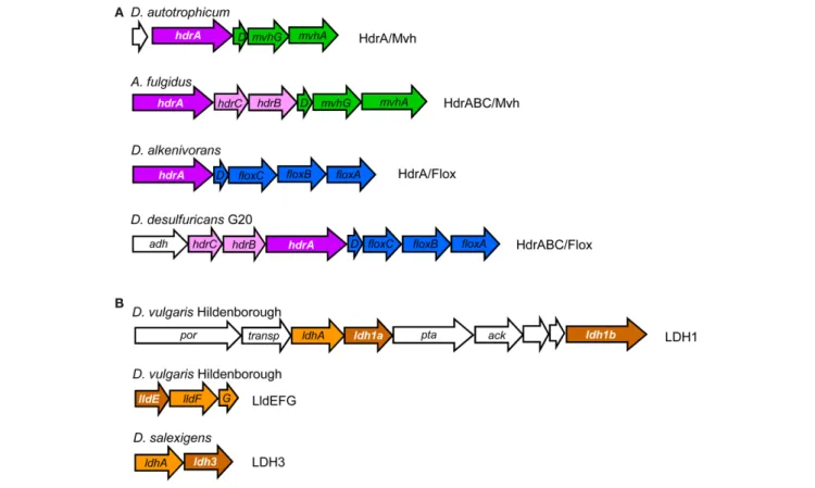 FiguRE 4 | Examples of gene loci for (A) hdrA-related genes (in white lettering) and (B) hdrD-related genes (in white lettering).