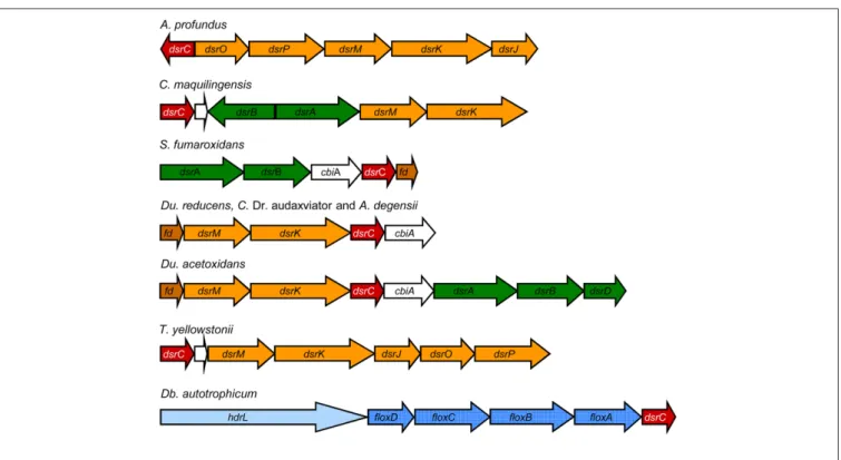 FiguRE 3 | Examples of neighborhood gene organization of the dsrC gene.