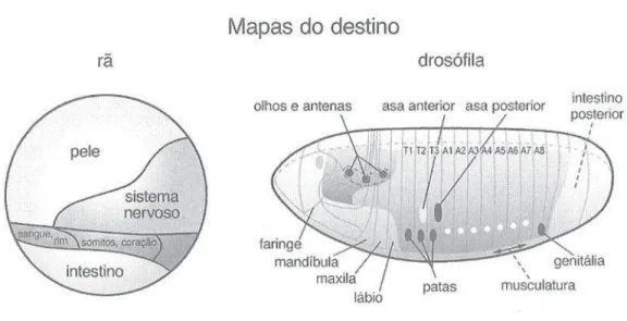 Figura 1. Mapas do destino de embriões de rã e drosófila nos primeiros estágios de desenvolvimento.