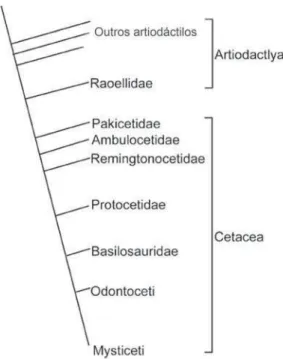 Figura 2. Filogenia mostrando a relação dos cetáceos e de seus parentes terrestres, artiodáctilos da família Raoellidae.