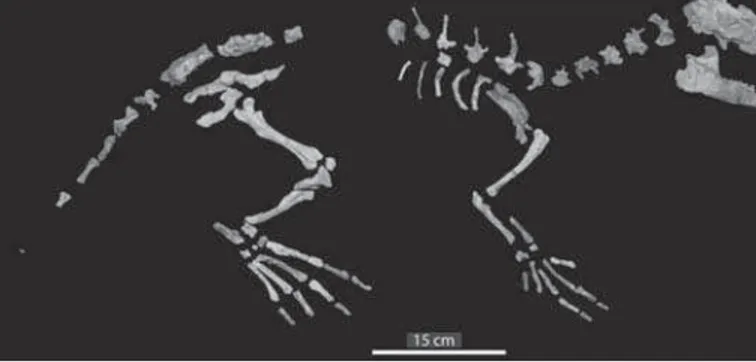 Figura 3. Esqueleto do artiodáctilo Indohyus, da fa- fa-mília Raoellidae, reconstruído a partir de ossos de vários indivíduos.
