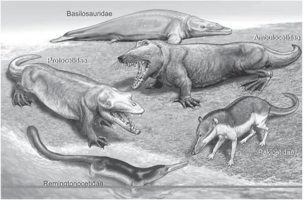 Figura 4. As mudanças no plano corporal dos cetáceos durante os primeiros dez milhões de anos de evolução do clado.