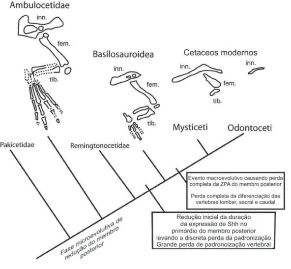 Figura 5. Filogenia simplificada dos cetáceos, mostrando a combinação de um processo microevolutivo de redução dos membros posteriores, por meio da ação da seleção natural, com evento macroevolutivo, relativo à regulação gênica do desenvolvimento, que caus