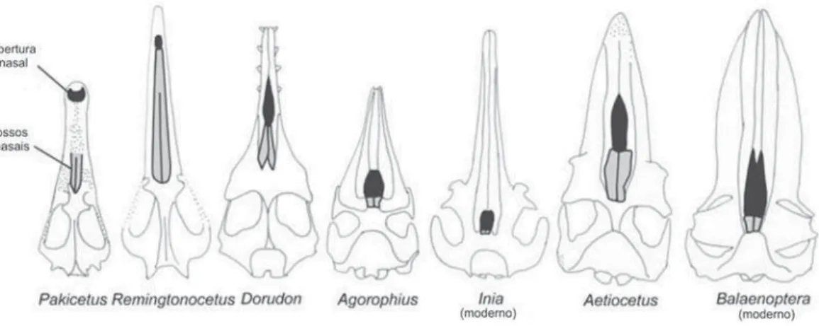 Figura 6. Mudança gradual da posição da abertura nasal nos cetáceos. Os primeiros cetáceos tinham os- os-sos nasais (em cinza) e abertura nasal (em preto) próximos à extremidade do focinho