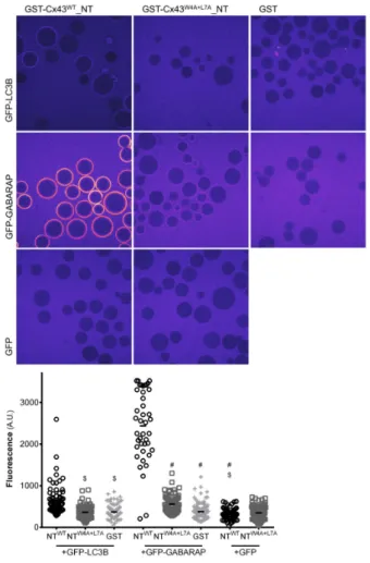 Figure 2. The LIR motif in the amino terminal of Cx43 interacts with GABARAP in vitro