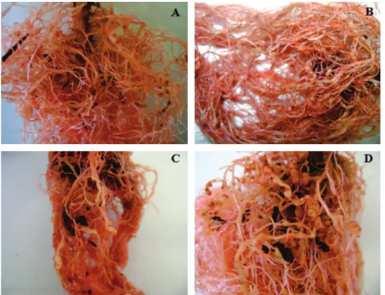 FIGURA  2  -  Sintomas  de  galhas  (coloridas  com  Floxine  B)  provocadas  por  Meloidogyne  javanica em  Crotalaria  ochroleuca (A),  girassol  cv